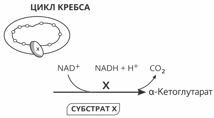 На схеме изображён цикл Кребса. В точке X происходит декарбоксилирование с образ