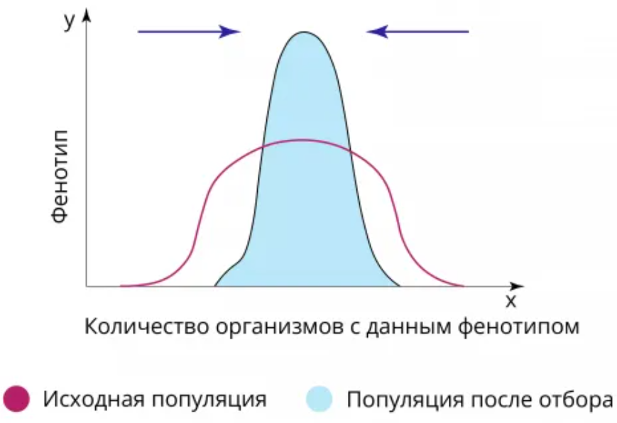 Какой вид естественного отбора изображён на графике?