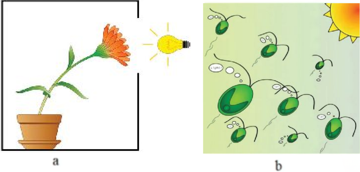 На рисунке показаны процессы (a-b). Определите их названия.