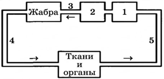 Ниже представлена схема кровеносной системы рыб. Какая кровь находится в сосудах