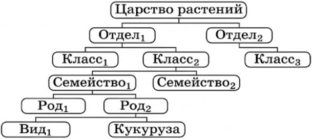 Проанализируйте схему, на которой показаны систематические группы цветковых раст