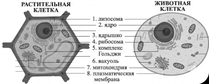 Внимательно рассмотрите две данные клетки. Определите, какие части клеток назван