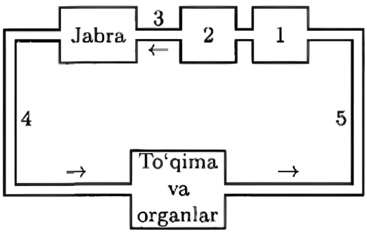 Quyida baliqlar qon aylanish sistemasi ifodalangan. Ushbu sxemadagi raqamlarda q