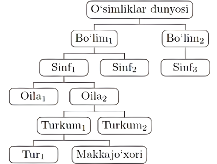 Gulli o'simliklarning sistematik guruhlari ko'rsatilgan sxemani tahlil qilib, un