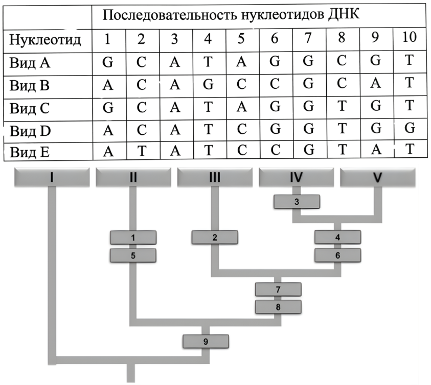 В задаче представлены 5 видов (A–E), для которых приведены последовательности ну
