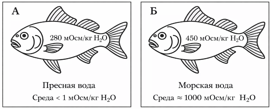 Ниже представлены рыба пресноводная A и морская рыба B. У обеих работает гомеост