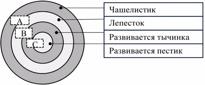 На схеме ниже представлены поперечный срез меристемной ткани, из которой развива