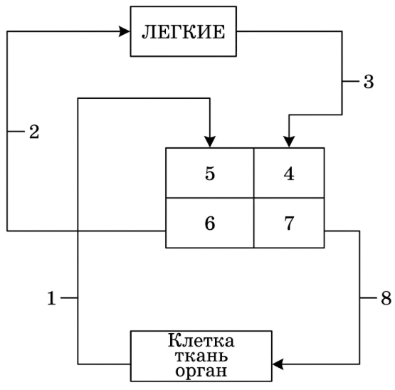 На схеме изображены большой и малый круги кровообращения человека. Какими цифрам