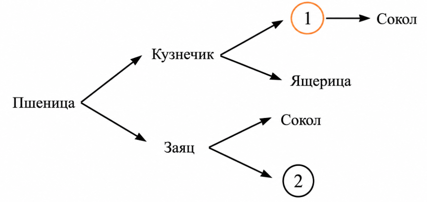 На приведённой схеме определите животных, соответствующих цифрам 1 и 2.