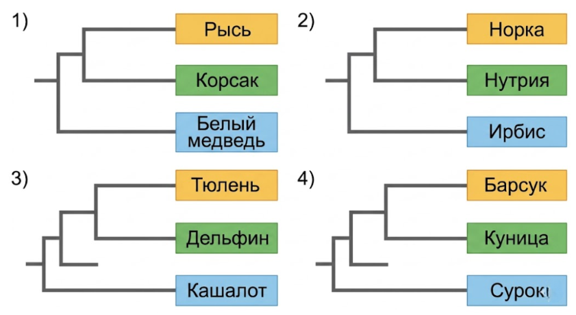В каком варианте правильно представлена схема систематики животных?
