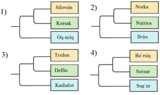 Qaysi raqamda hayvonlar sistematikasiga oid sxema to`g`ri keltirilgan?