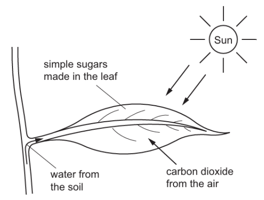 The diagram shows a leaf on a plant. Which characteristic of life is represented