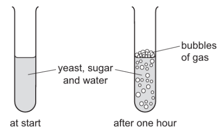 Some yeast, sugar and water are mixed in a test-tube. The diagrams show the test