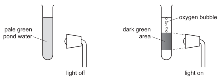 The diagrams show a test-tube containing pond water. The green colour is caused 