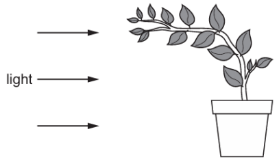 The diagram shows a plant. Which characteristic of living organisms is shown by 