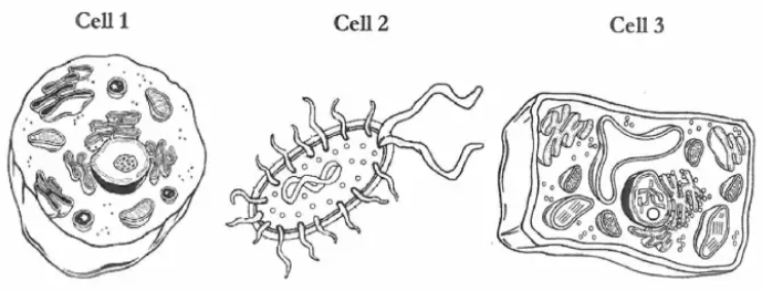 Which of the cells synthesizes proteins?