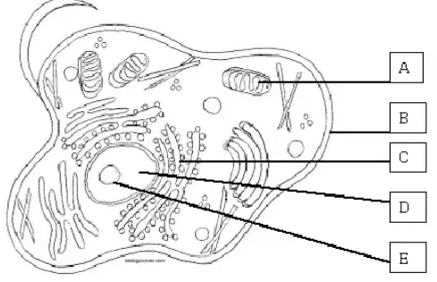 The structure labeled B on the diagram is