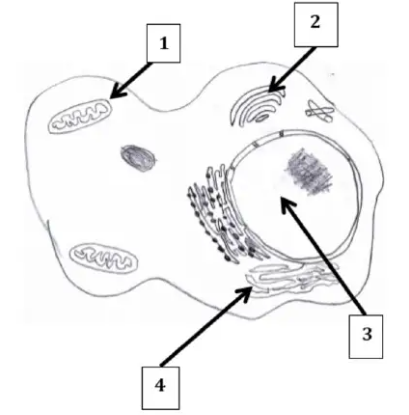 What is the cellular structure labeled 2?