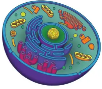Which type of cell is pictured here?